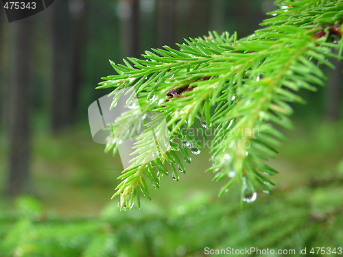 Image of Raindrops