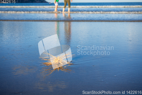 Image of dry plant at the beach