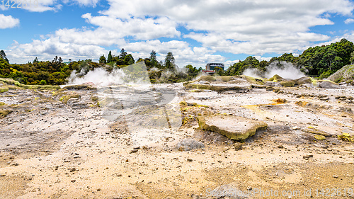 Image of Geyser in New Zealand Rotorua