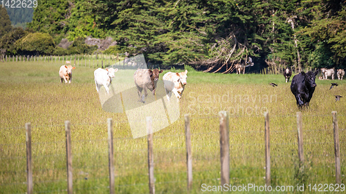 Image of some cows in the meadow