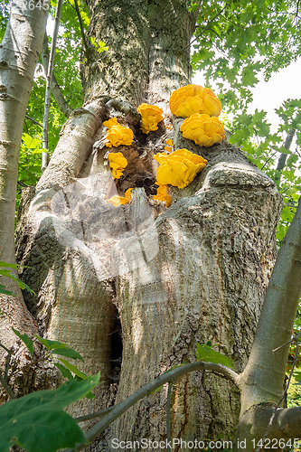 Image of Laetiporus sulphureus bracket fungus