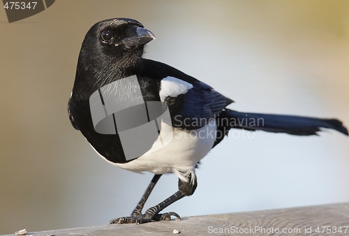 Image of Magpie. 