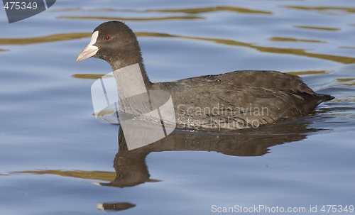 Image of Common Coot. 