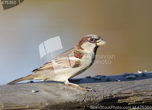 Image of House Sparrow.