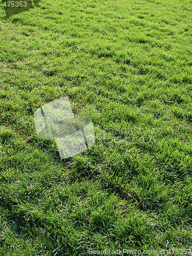 Image of Grass Background