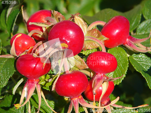 Image of Dogrose berries