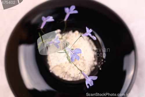 Image of Small blue flower