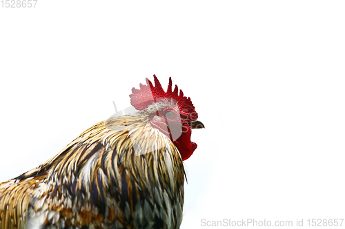 Image of Chicken
