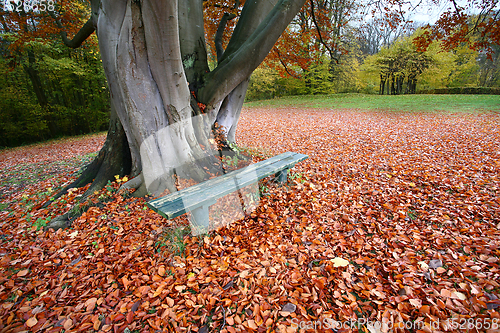 Image of beanch with dead leaves in autumn in Denmark