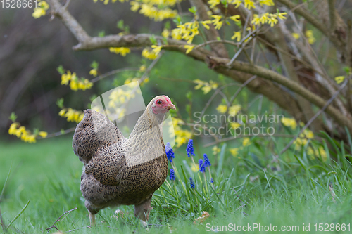 Image of Chicken
