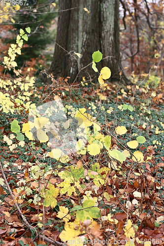 Image of Leaves in autumn in Denmark