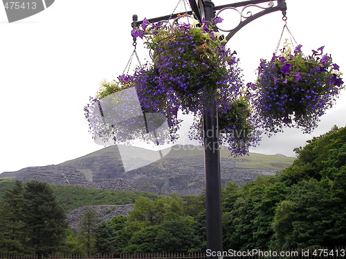 Image of hanging baskets