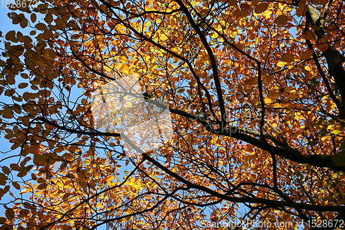 Image of Trees in autumn in denmark