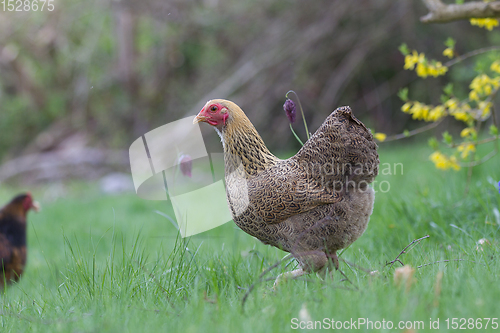 Image of Chicken