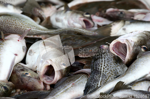 Image of fish