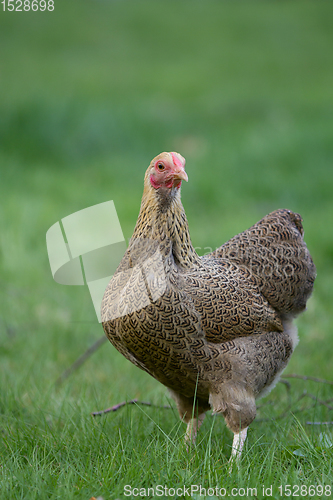 Image of Chicken