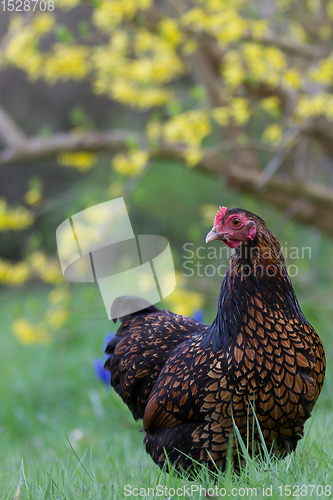 Image of Chicken