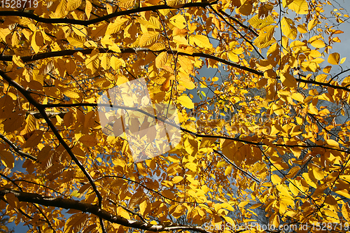 Image of Trees in autumn in denmark