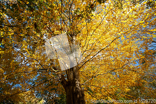 Image of Trees in autumn in denmark