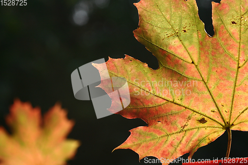 Image of leaf