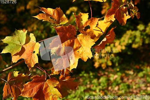Image of autumn in Denmark