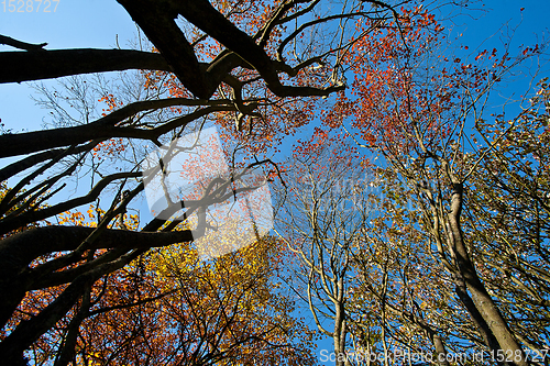 Image of Trees in autumn in denmark