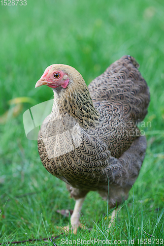 Image of Chicken