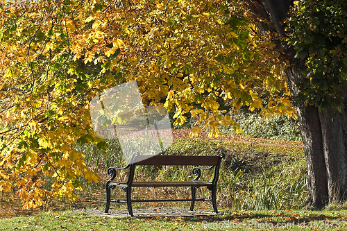 Image of beanch with dead leaves in autumn in Denmark