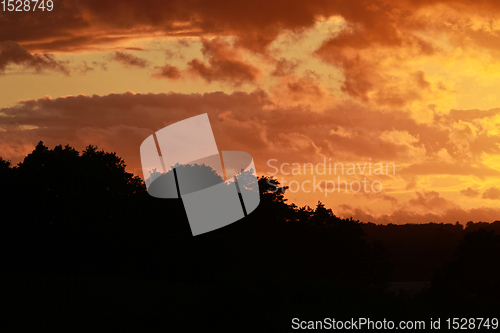 Image of Sunset in forest