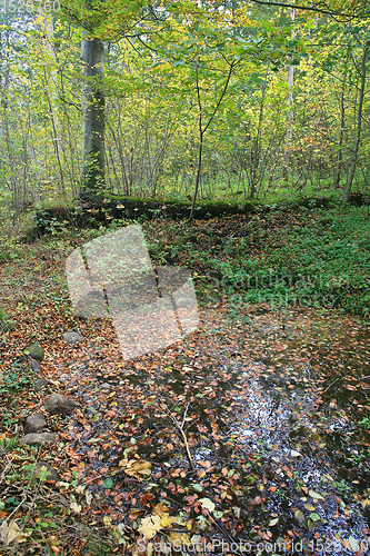 Image of Nature details in autumn