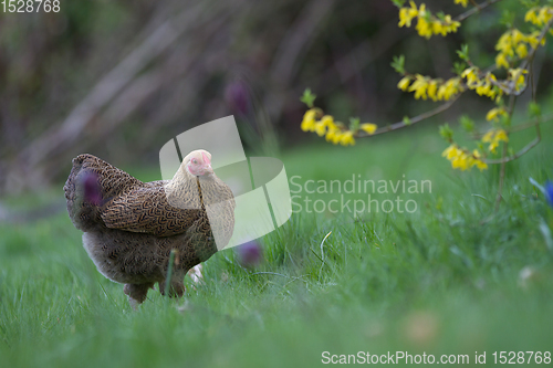 Image of Chicken