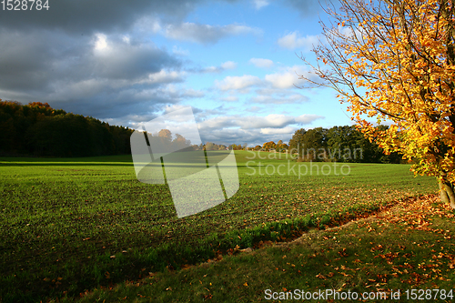 Image of autumn in Denmark