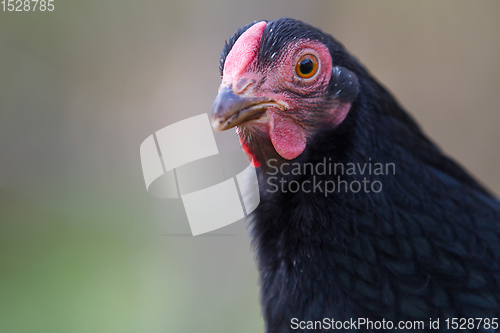 Image of Chicken