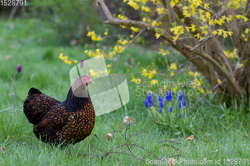 Image of Chicken