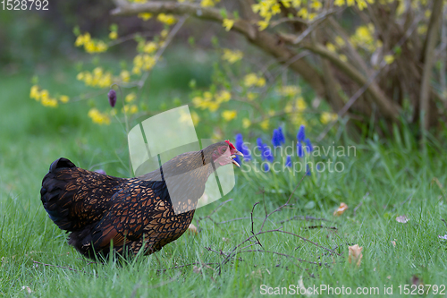 Image of Chicken