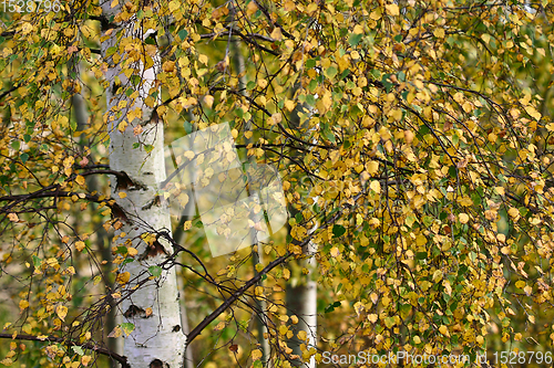 Image of Nature details