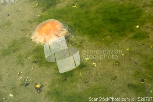 Image of Octopus in the sea in denmark