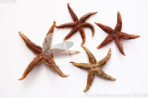 Image of starfish