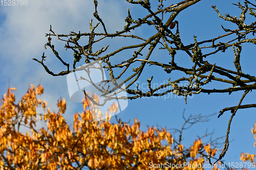 Image of Nature at the SCION DTU research park in Hørsholm- Birkerød