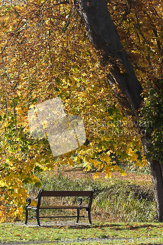 Image of beanch with dead leaves in autumn in Denmark