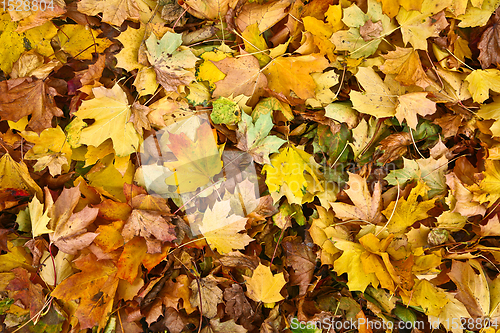 Image of autumn in Denmark