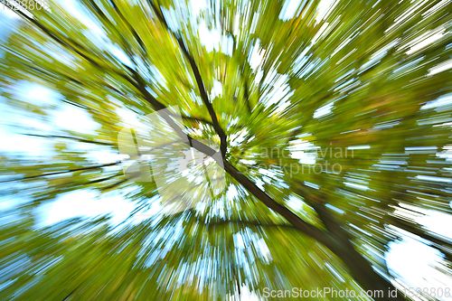 Image of Trees in autumn in denmark