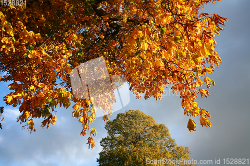 Image of autumn in Denmark