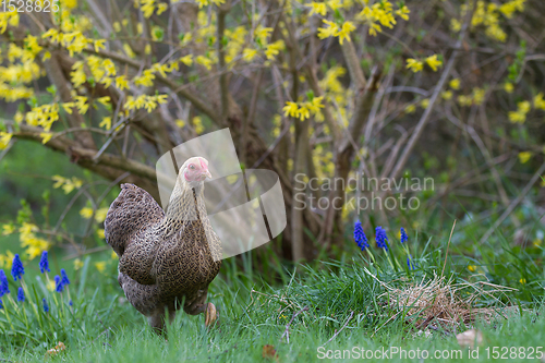 Image of Chicken
