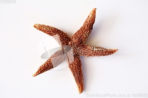 Image of starfish
