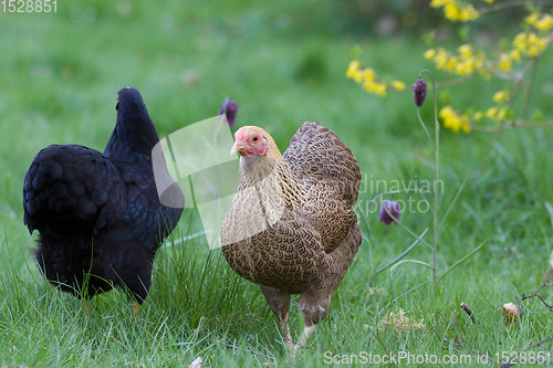 Image of Chicken