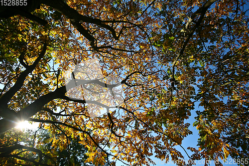 Image of Trees in autumn in denmark