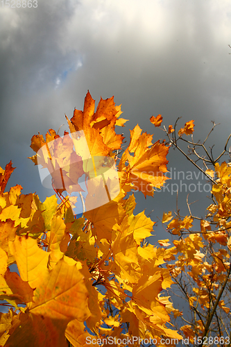 Image of Red leaves in autumn in Denmark