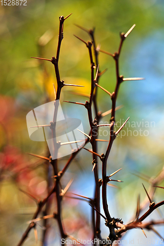 Image of Nature details