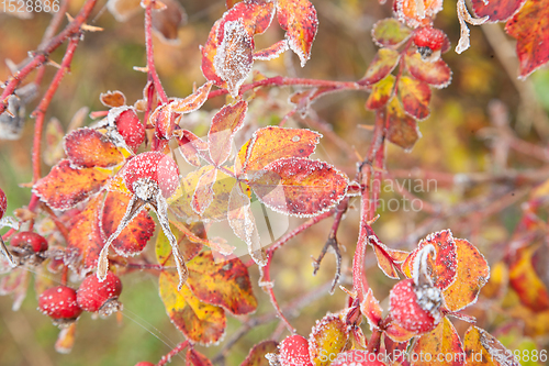 Image of autumn in Denmark